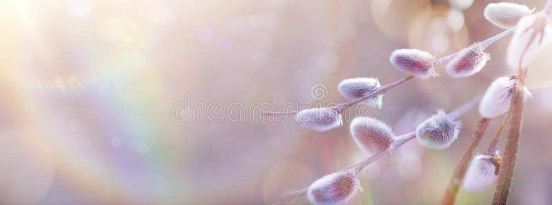 A beautiful Easter springtime floral background blooming willow tree in spring on sunny bokeh background royalty free stock photography