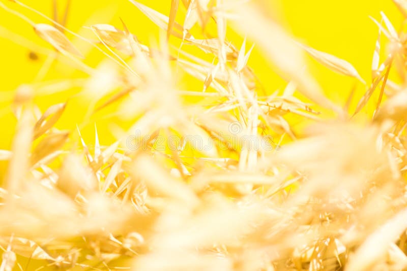 Beautiful elegant autumnal botanical nature background. Blurred field plants oats in golden glow on bright yellow sunlight leaks stock photos Beautiful elegant autumnal botanical nature background. Blurred field plants oats in golden glow on bright yellow sunlight leaks stock photos