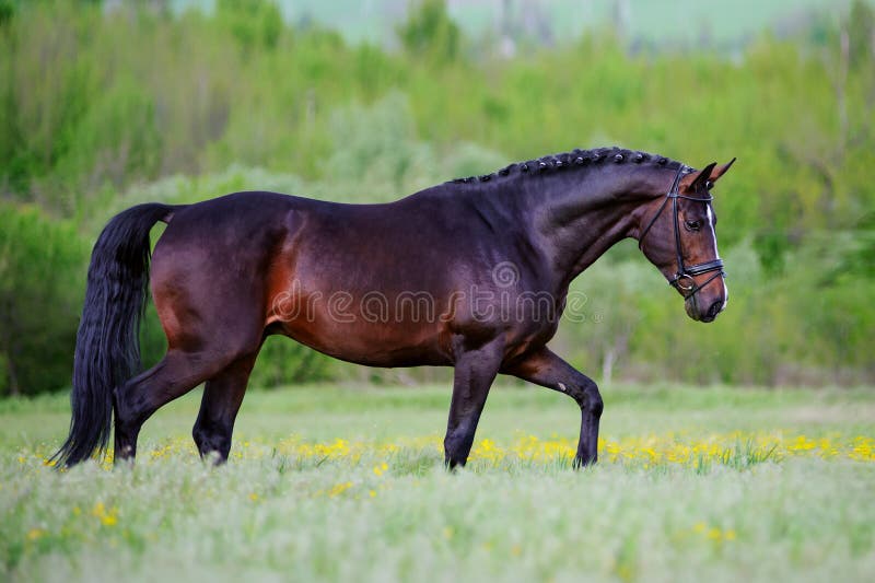 Beautiful elegant stallion sporting breed bridle with braided mane