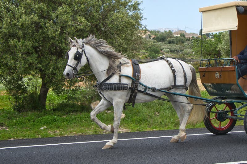 Beautiful and elegant white horse. Pulling a cart on the asphalt of the road