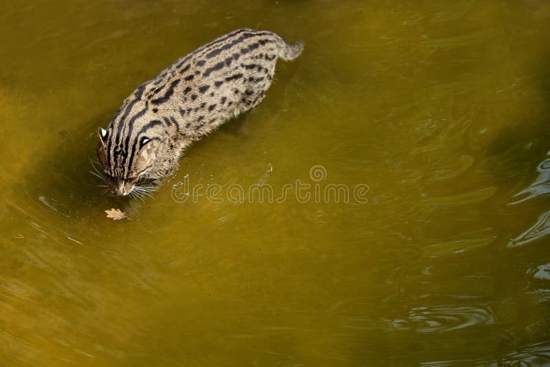 Beautiful and elusive fishing cat in the nature habitat near water. Endangered species of cats living in captivity. Kind of small cats. Prionailurus viverrinus royalty free stock photography Beautiful and elusive fishing cat in the nature habitat near water. Endangered species of cats living in captivity. Kind of small cats. Prionailurus viverrinus royalty free stock photography