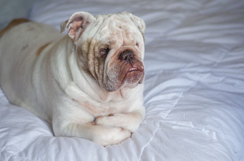 Beautiful English Bulldog Lying on the Double Bed Stock Image Image