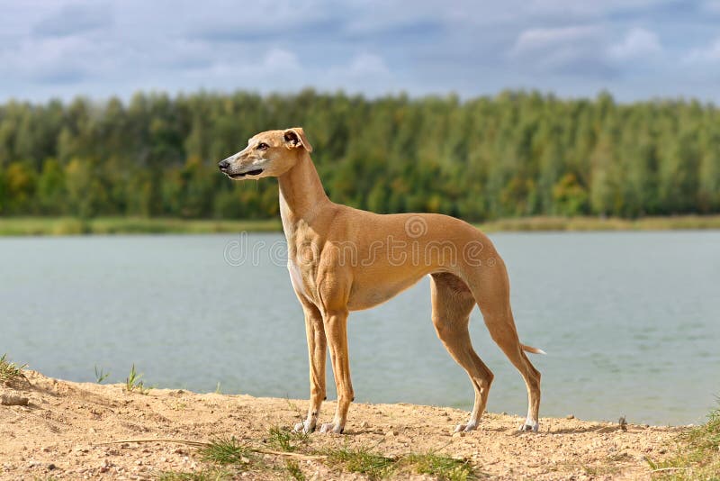 311 Red Whippet Stock - Free & Stock Photos from Dreamstime