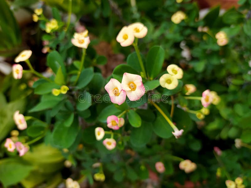 Beautiful Euphorbia milii Desmoul in the garden.