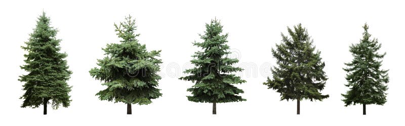 Beautiful evergreen fir trees on white background, collage. Banner design