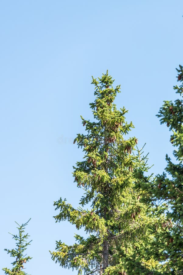 Beautiful Evergreen Pine Trees, Under Clear Sky Stock Photo Image of