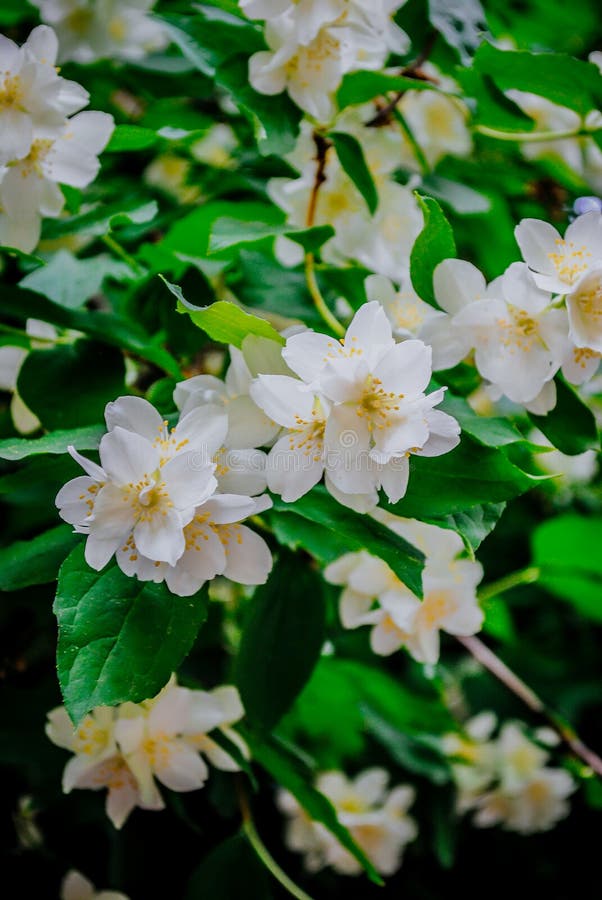 Beautiful Evergreen White Jasmine Flower Stock Image - Image Of Color, Background: 127867743