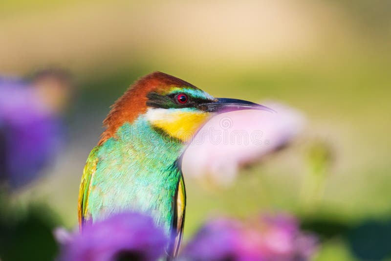 Beautiful Exotic Bird among Beautiful Flowers Stock Image Image of