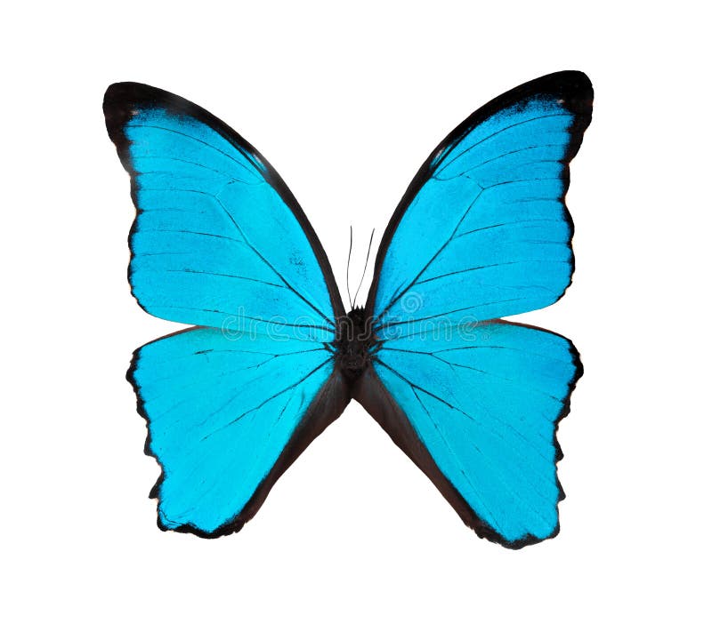 Hình ảnh bướm xanh tuyệt đẹp được cô lập trên nền trắng trong sáng, tạo nên sự tinh tế và nổi bật. Hãy cùng tải xuống để đưa vẻ đẹp này vào trong mọi thiết kế của bạn!