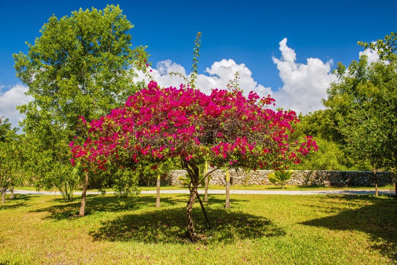 Beautiful Exotic Flowering Tree Stock Photo Image of