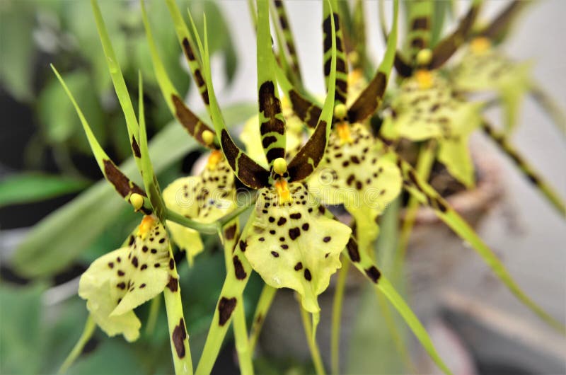 The interesting flowers of Brassia Rex