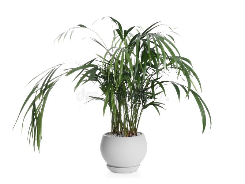 Beautiful Exotic House Plant Isolated on White Stock Photo Image of