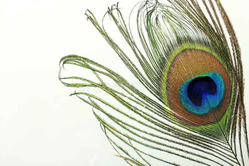 Beautiful Exotic Peacock Feather Stock Photo - Image of blue, bird ...