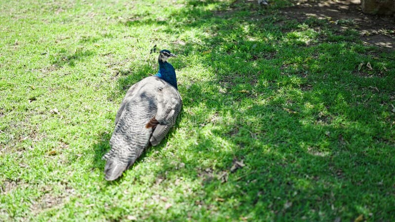 Beautiful exotic peacock at the park