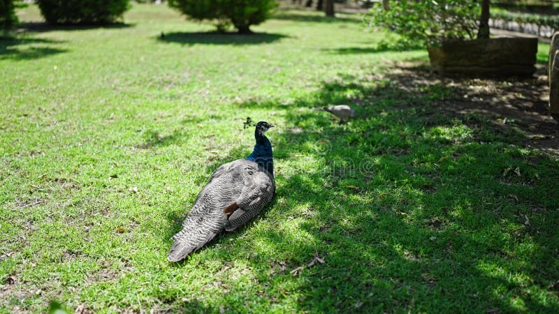 Beautiful exotic peacock at the park
