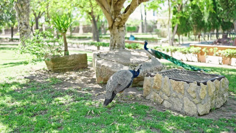 Beautiful exotic peacock at the park