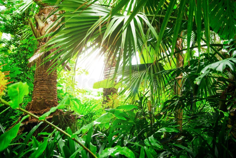 Beautiful Exotic Plants from Jungle. Green Leaves. Tropical Wallpaper.  Stock Image - Image of landscape, exotic: 135620893