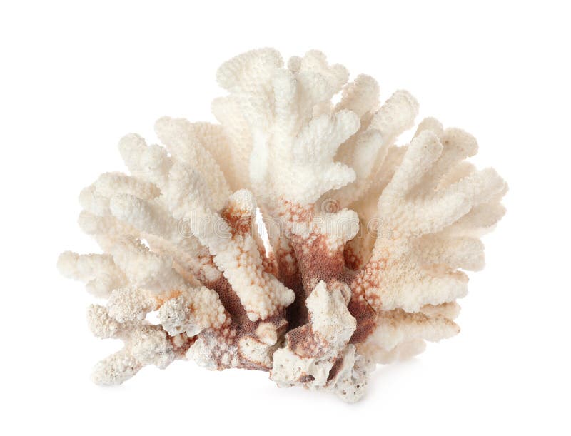 Beautiful Exotic Sea Coral Isolated on White Stock Photo - Image of ...