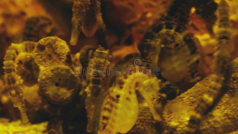 Beautiful exotic seahorse in the aquarium. Underwater Scene. 3840x2160, 4k