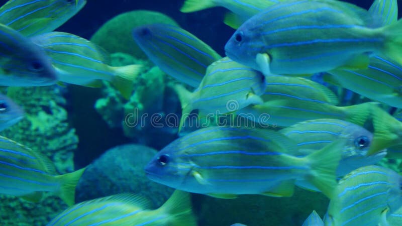 Beautiful exotic see fish in an aquarium. Underwater Scene