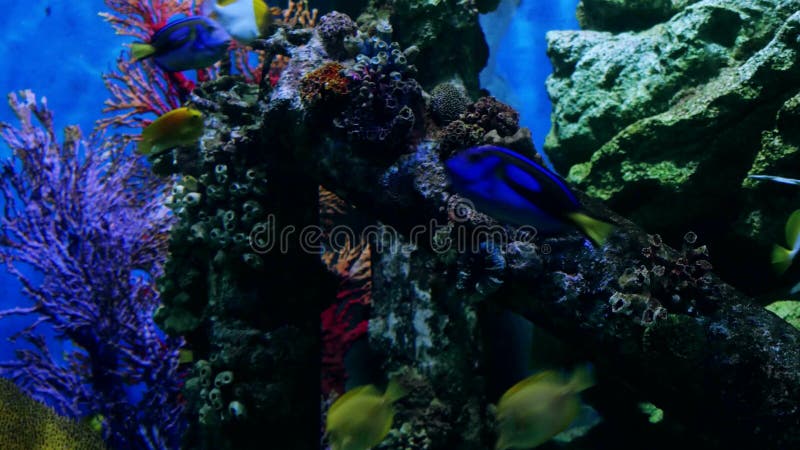 Beautiful exotic see fish in an aquarium. Underwater Scene. 4k, 3840x2160
