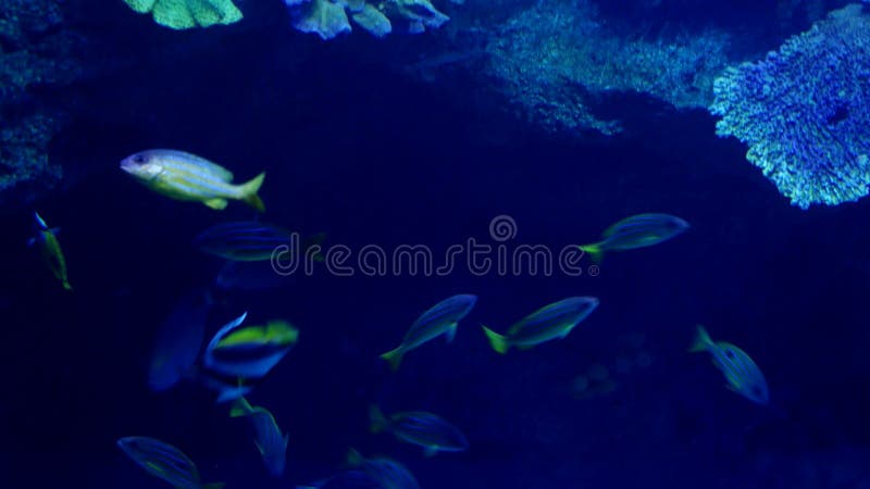 Beautiful exotic see fish in an aquarium. Underwater Scene. 3840x2160