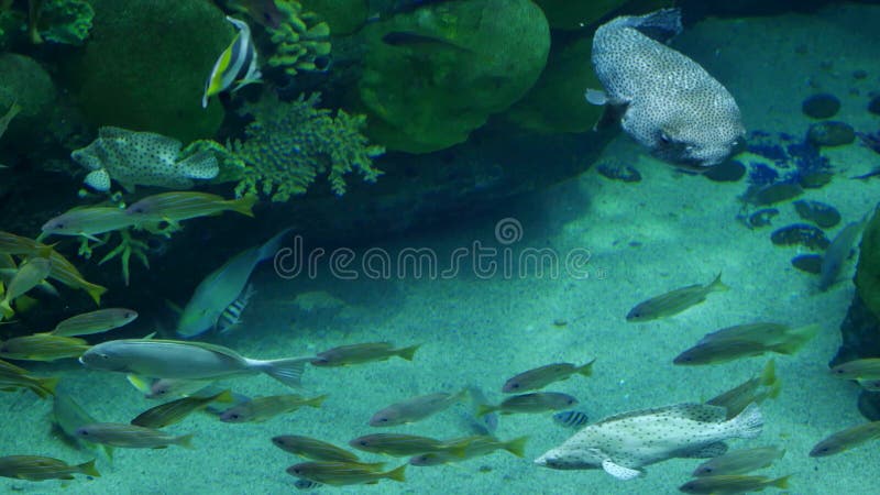 Beautiful exotic see fish in an aquarium. Underwater Scene, 3840x2160