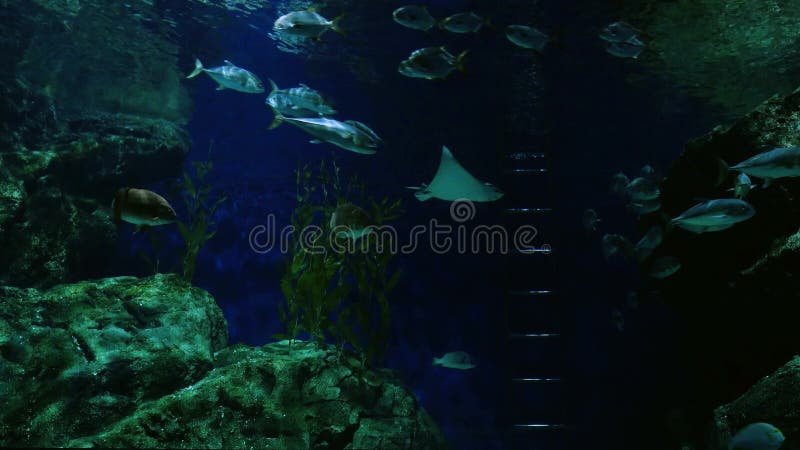Beautiful exotic see fish in a dark aquarium. Underwater Scene. 3840x2160