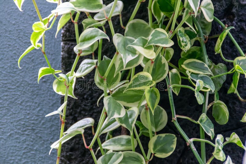Beautiful and Exotic Tropical Creeper Plants on Black Natural Stone Stock Photo Image of