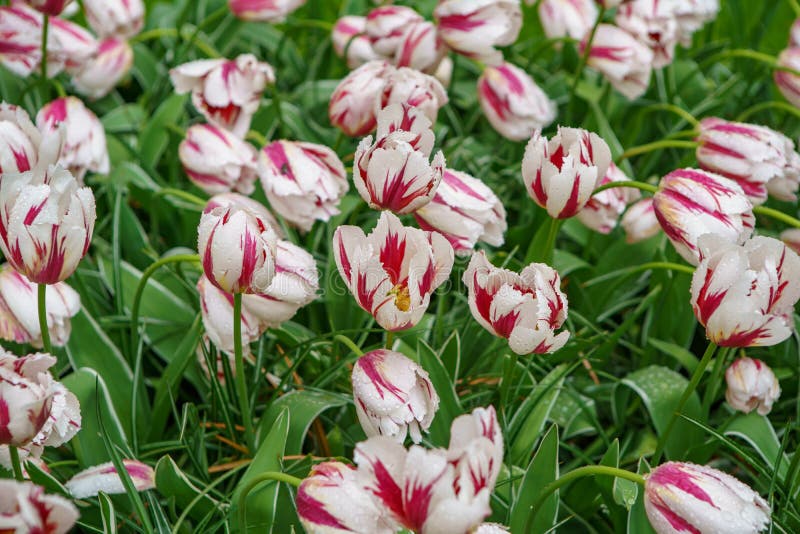 Beautiful Exotic Tulip Flowers Cultivated in Netherlands Garden Stock ...