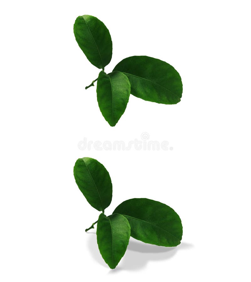 Tangerine green leaves isolated without a shadow and with an original shadow over a white and transparent background PNG. Var3 stock photo Tangerine green leaves isolated without a shadow and with an original shadow over a white and transparent background PNG. Var3 stock photo