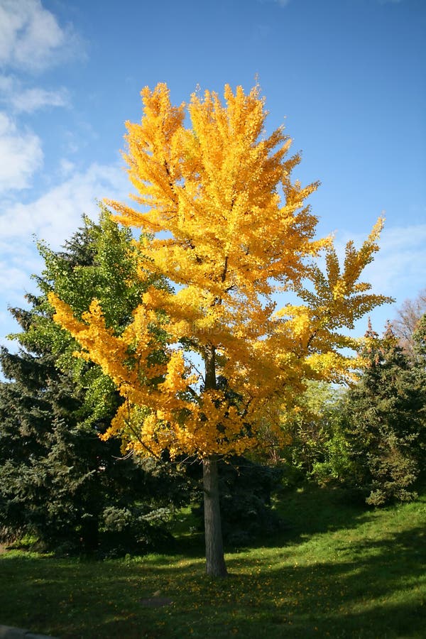 Beautiful fall color tree