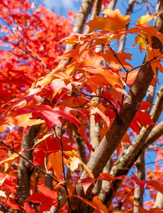 Beautiful Fall Red Oak Trees Leaves In Bright Sunlight With A Blue Sky