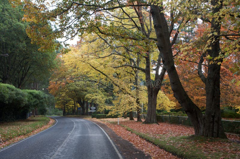 Beautiful fall trees with forrest drive, nature
