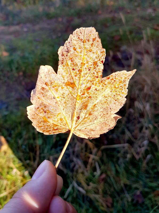 fallen leaf webcam