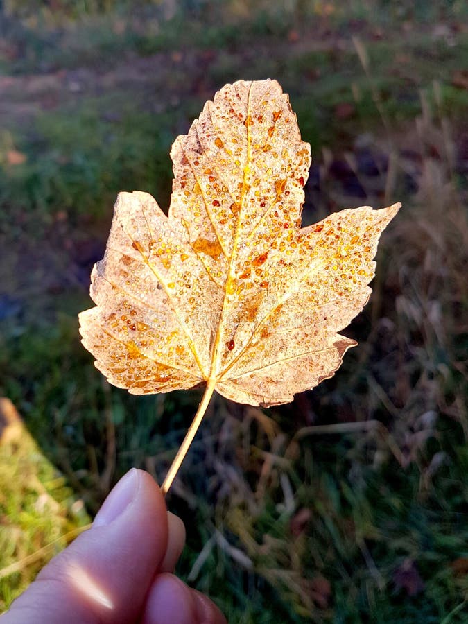 fallen leaf fallen leaf