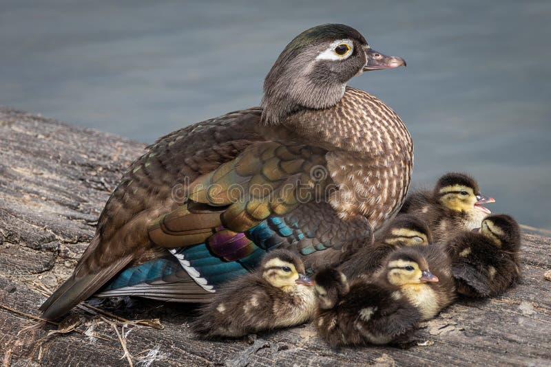 Beautiful family of wood ducks