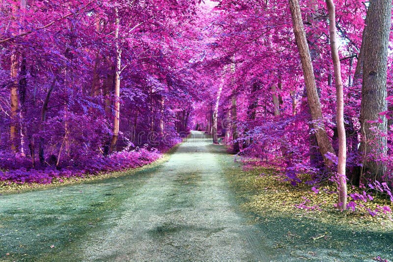 Beautiful Fantasy Infrared Views into a Mystery Purple Forest Stock ...