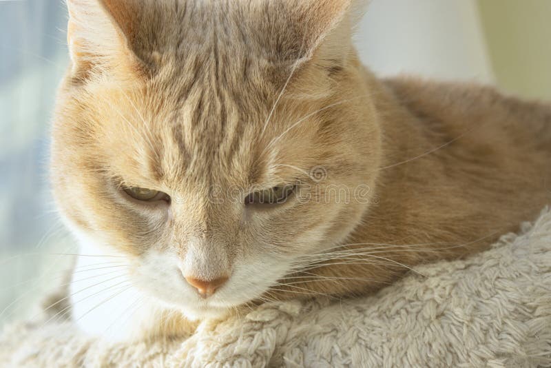 6,269 Fat Ginger Stock Photos Free & RoyaltyFree Stock Photos from Dreamstime