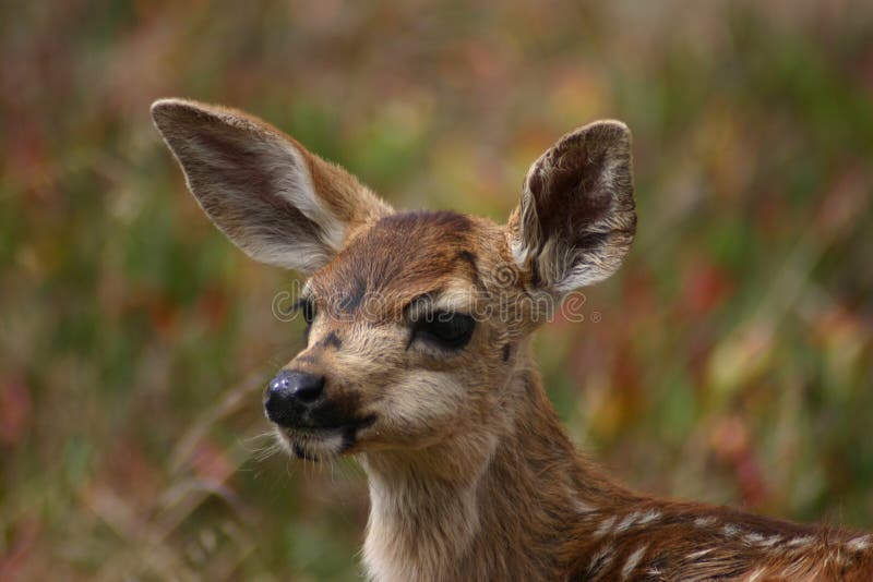 A Beautiful Fawn