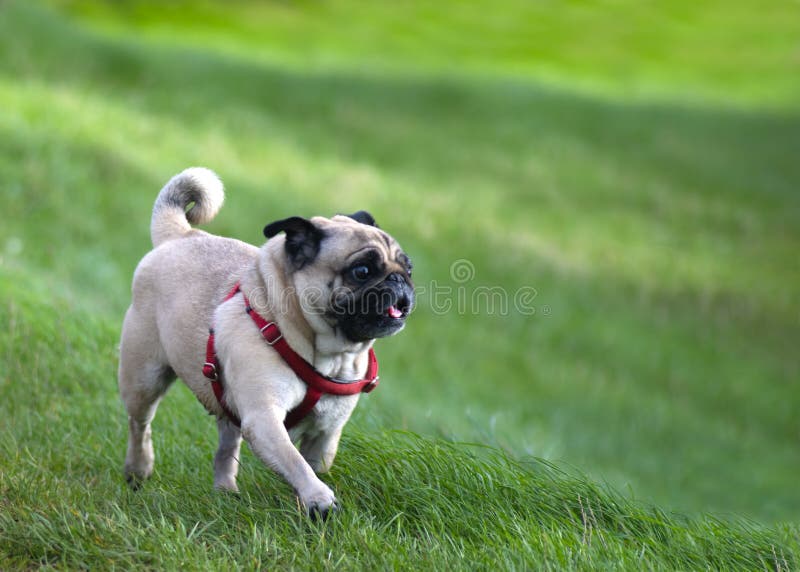 Beautiful fawn pug stock image. Image of family, park - 165479065