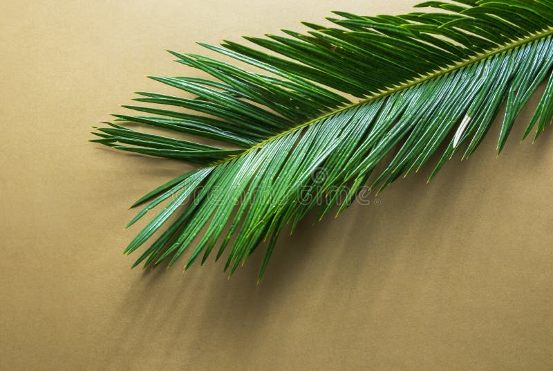 Beautiful feathery green palm leaf on light brown beige wall background. Sunlight harsh shadows. Summer tropical creative concept royalty free stock image Beautiful feathery green palm leaf on light brown beige wall background. Sunlight harsh shadows. Summer tropical creative concept royalty free stock image