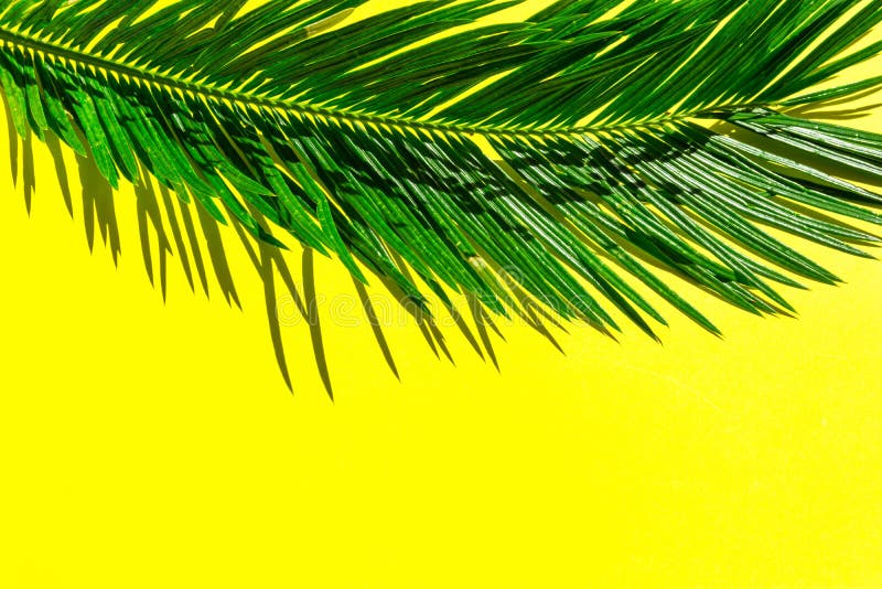 Beautiful feathery green palm leaf on vibrant yellow wall background. Summer tropical creative concept. Urban jungle houseplants royalty free stock image Beautiful feathery green palm leaf on vibrant yellow wall background. Summer tropical creative concept. Urban jungle houseplants royalty free stock image
