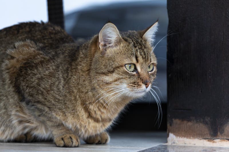 Beautiful feline cat at home. royalty free stock photo Beautiful feline cat at home. royalty free stock photo