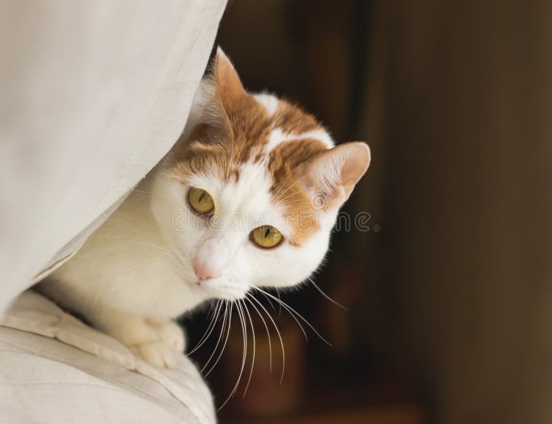 Beautiful feline cat at home stock images Beautiful feline cat at home stock images