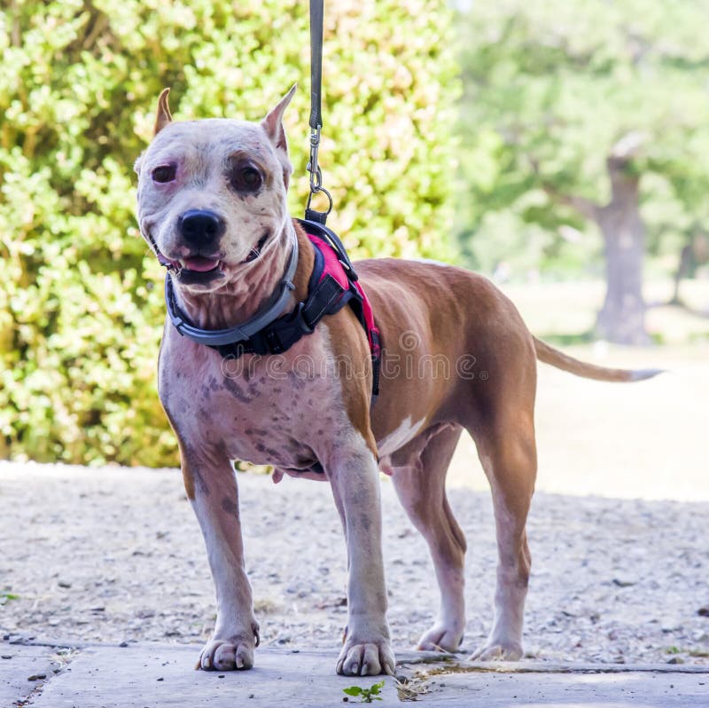 Beautiful Female Amstaff, Fighting Dog Stock Photo Image of friend