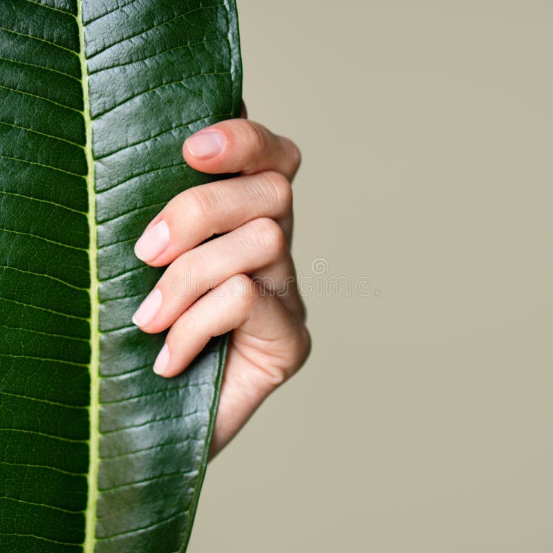 Beautiful female hand hold green leaf. Nails and manicure. Olive background