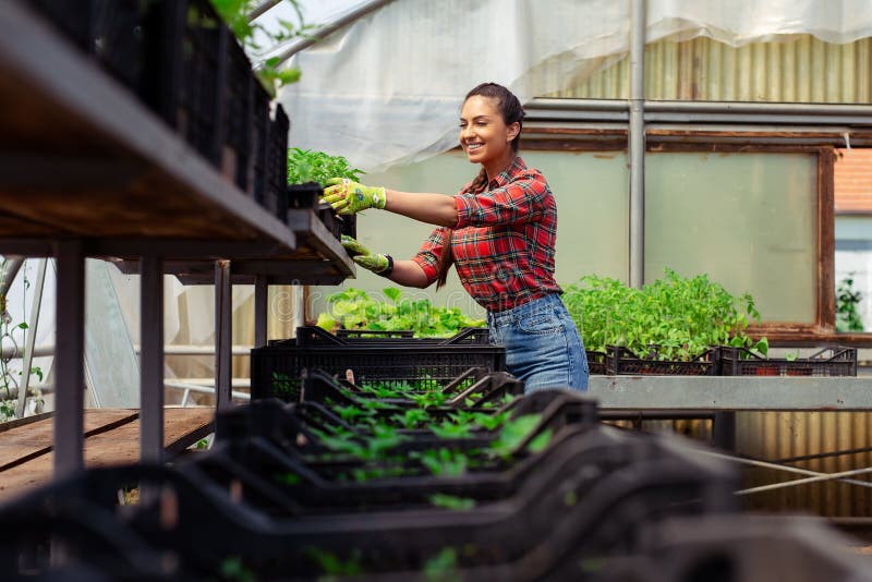 Beautiful Female Nursery Worker Working in Greenhouse Stock Photo