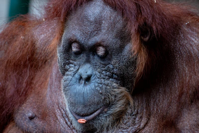  Beautiful Female Orangutan  Bornean Orangutan  From The 