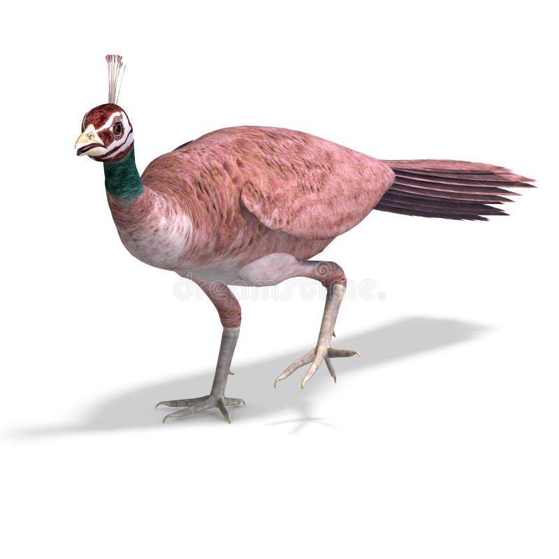 peahen stock illustrations 94 peahen stock illustrations vectors clipart dreamstime peahen stock illustrations 94 peahen